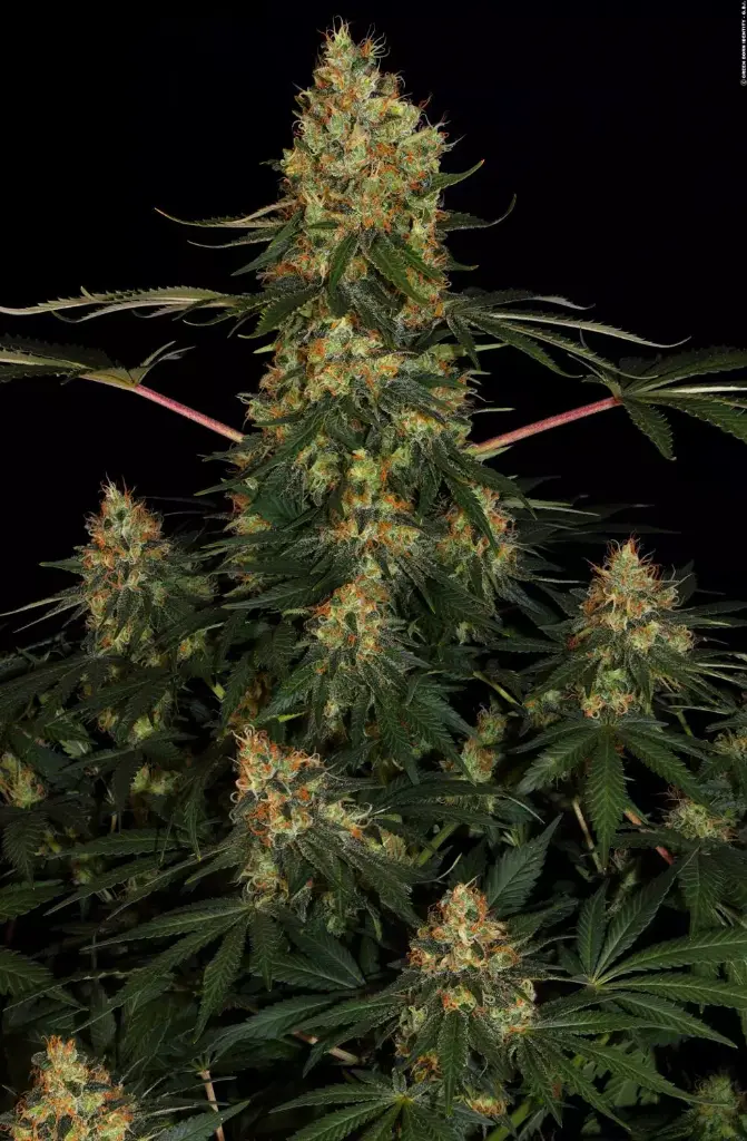 California Gold