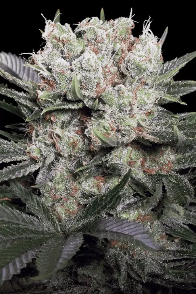 California Gold