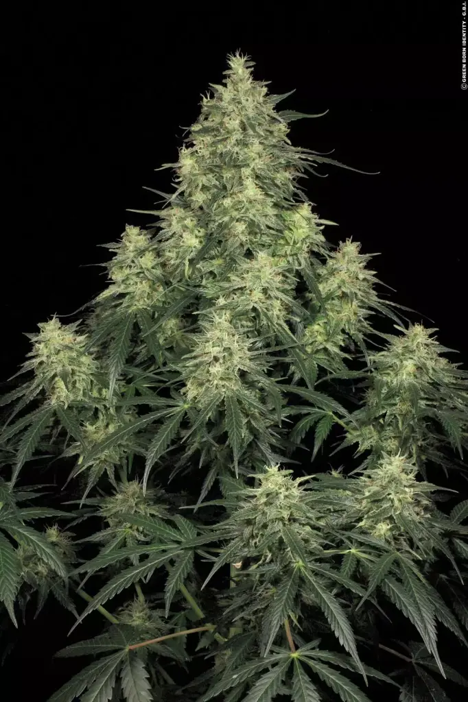 AtomicalHash