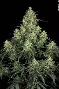 AtomicalHash