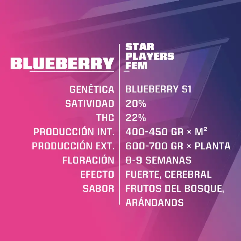 Blueberry Farm