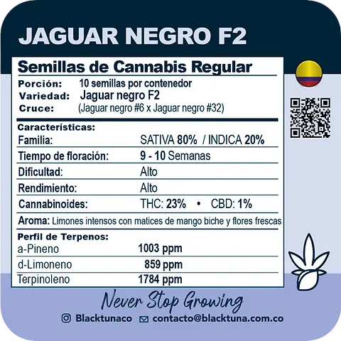 Jaguar Negro F2