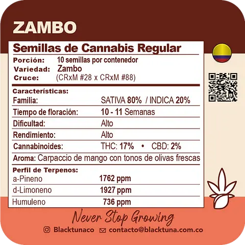 Zambo
