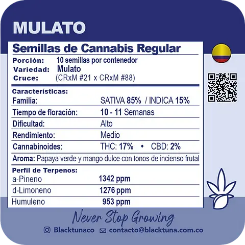 Mulato