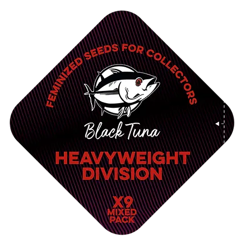 Heavyweight Division: Kid Pambelé, Bloodsport y K.O.