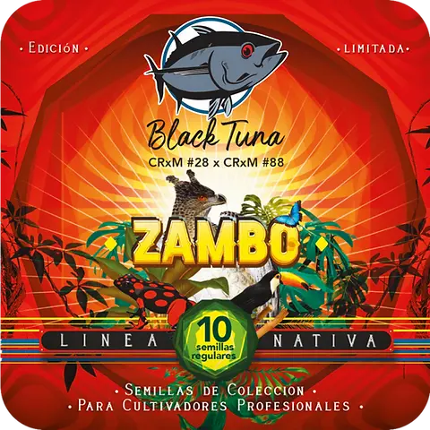 Zambo