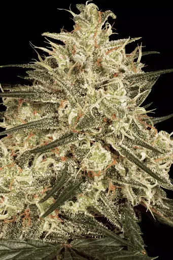 AtomicalHash