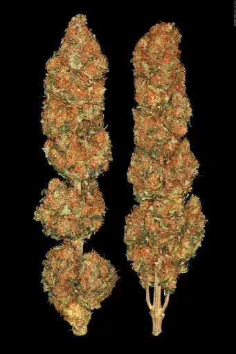 California Gold
