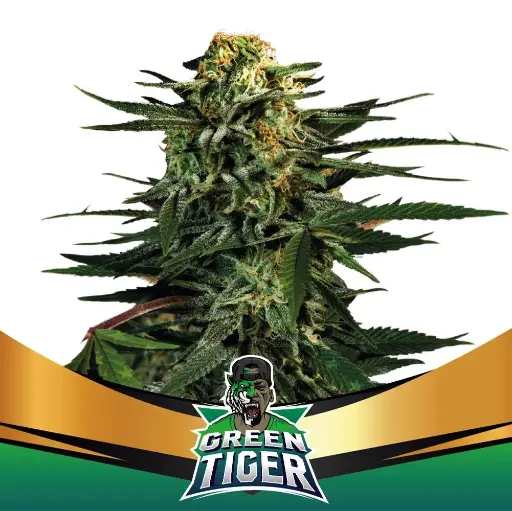 Semilla BSF Green Tiger