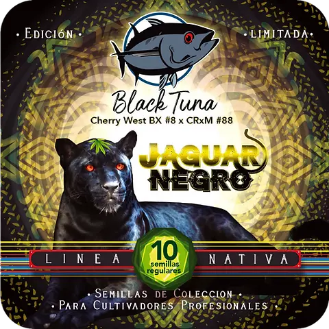 Jaguar Negro